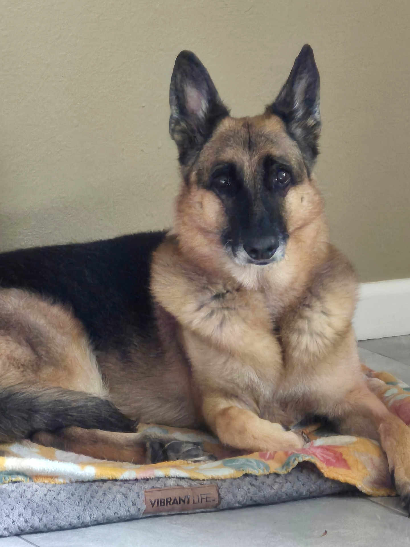 Ellie joined the competition — help win amazing prizes! animal, bed, blanket, calm, canine, dog, domestic_animal, ears, eyes, face, fur, german_shepherd, indoor, lying_down, muzzle, paw, pet, quiet, resting, tile_floor