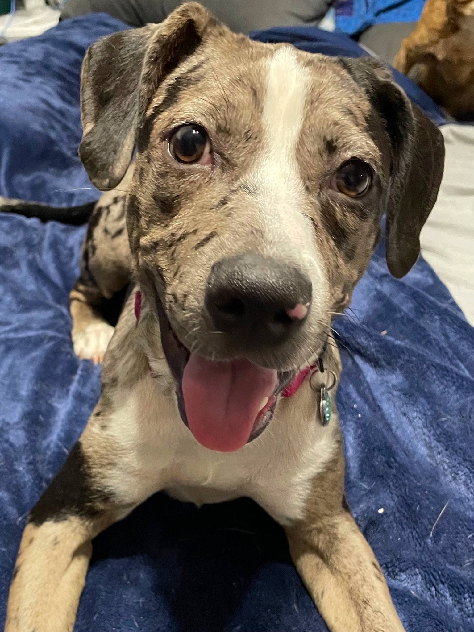 Cali joined the competition — help win amazing prizes! canidae, carnivore, collar, companion_dog, dog, dog_breed, dog_collar, fawn, fur, giant_dog_breed, guard_dog, leash, metal, pet_supply, snout, sporting_group, terrestrial_animal, whiskers, working_animal, working_dog