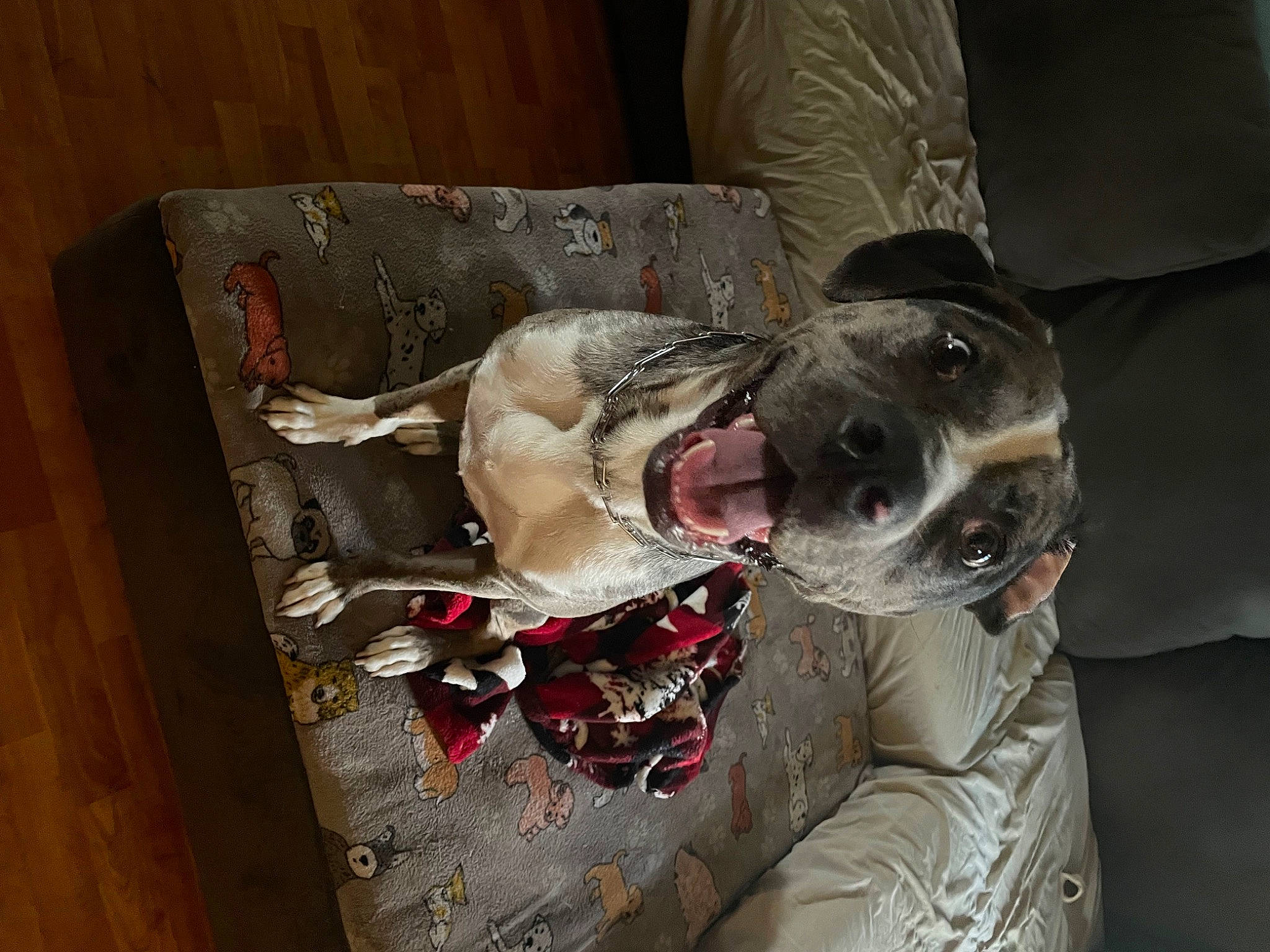 Cali joined the competition — help win amazing prizes! canidae, carnivore, collar, comfort, companion_dog, dog, dog_breed, dog_collar, dog_supply, fawn, fur, guard_dog, jaw, pet_supply, rampur_greyhound, sighthound, snout, sporting_group, whiskers, working_animal