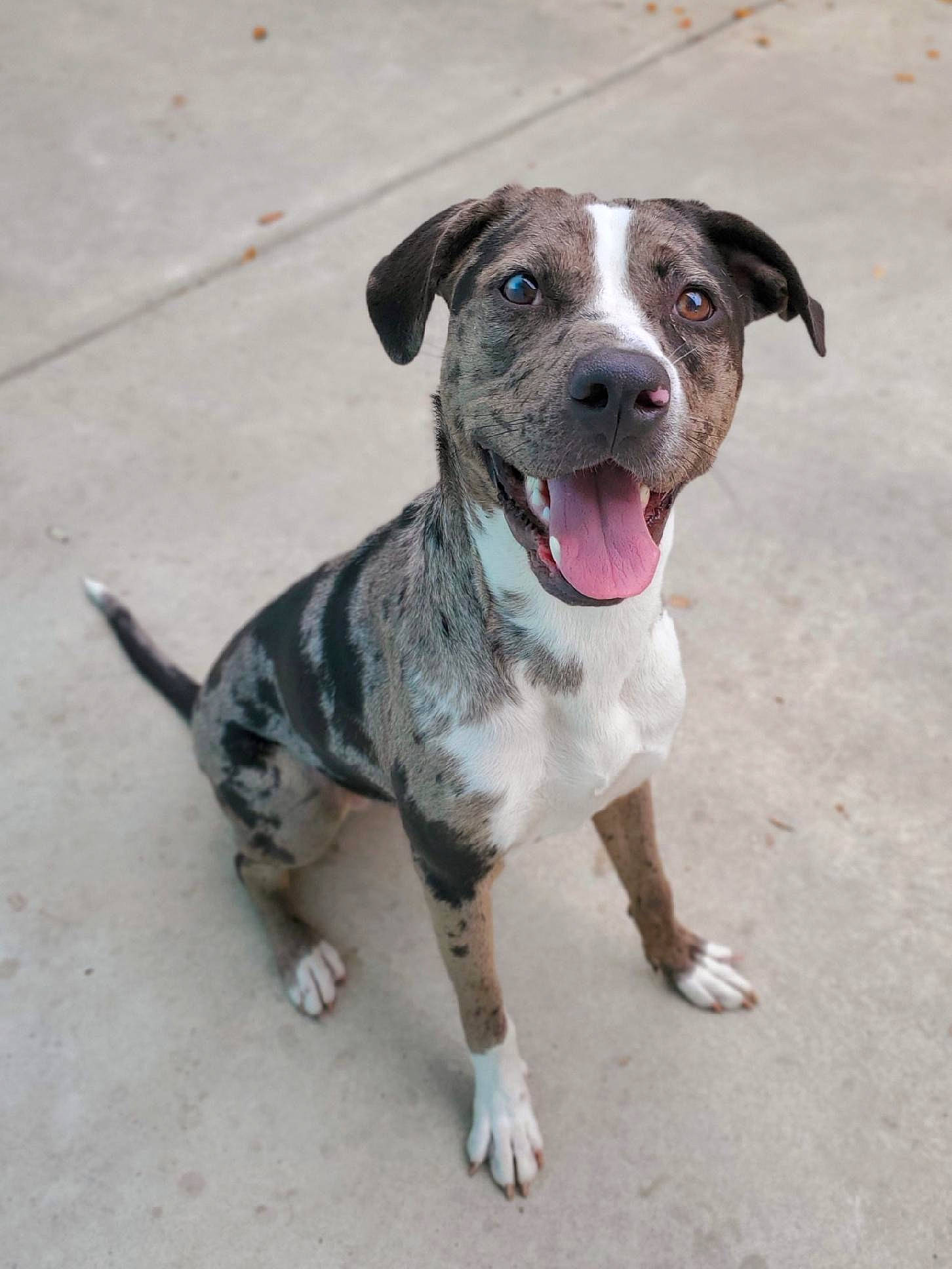 Cali is registered to the contest to win money with this photo: carnivore, collar, companion_dog, concrete, dog, dog_breed, dog_collar, fawn, guard_dog, leash, non_sporting_group, paw, road_surface, snout, sporting_group, whiskers, working_animal, working_dog