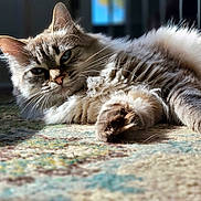 Mishka is registered to the contest to win money with this photo: animal, carpet, cat, closeup, cozy, cute, domestic_cat, ears, feline, fluffy, home, indoor, laying_down, pet, relaxing, resting, sleepy, soft_fur, sunlight, whiskers