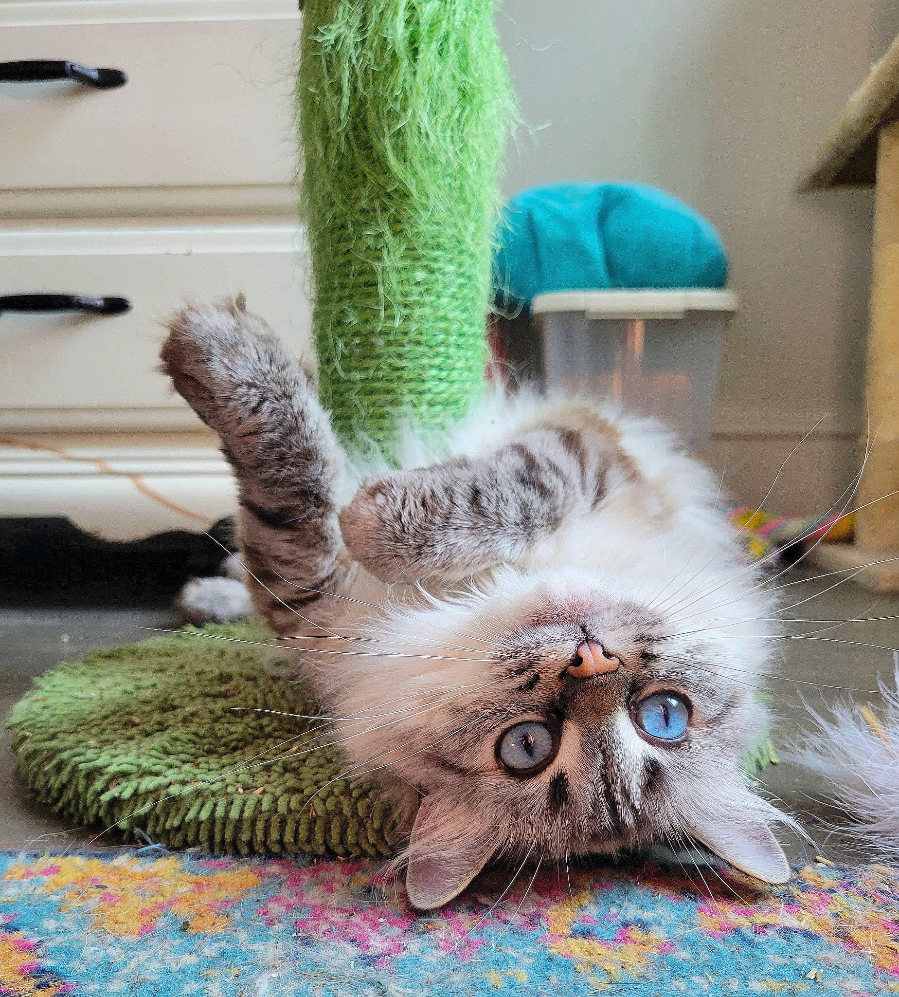 Mishka is registered to the contest to win money with this photo: carnivore, cat, chair, claw, domestic_short_haired_cat, fawn, felidae, flooring, flowerpot, fur, green, paw, plant, small_to_medium_sized_cats, snout, tail, toy, tree, whiskers, wool