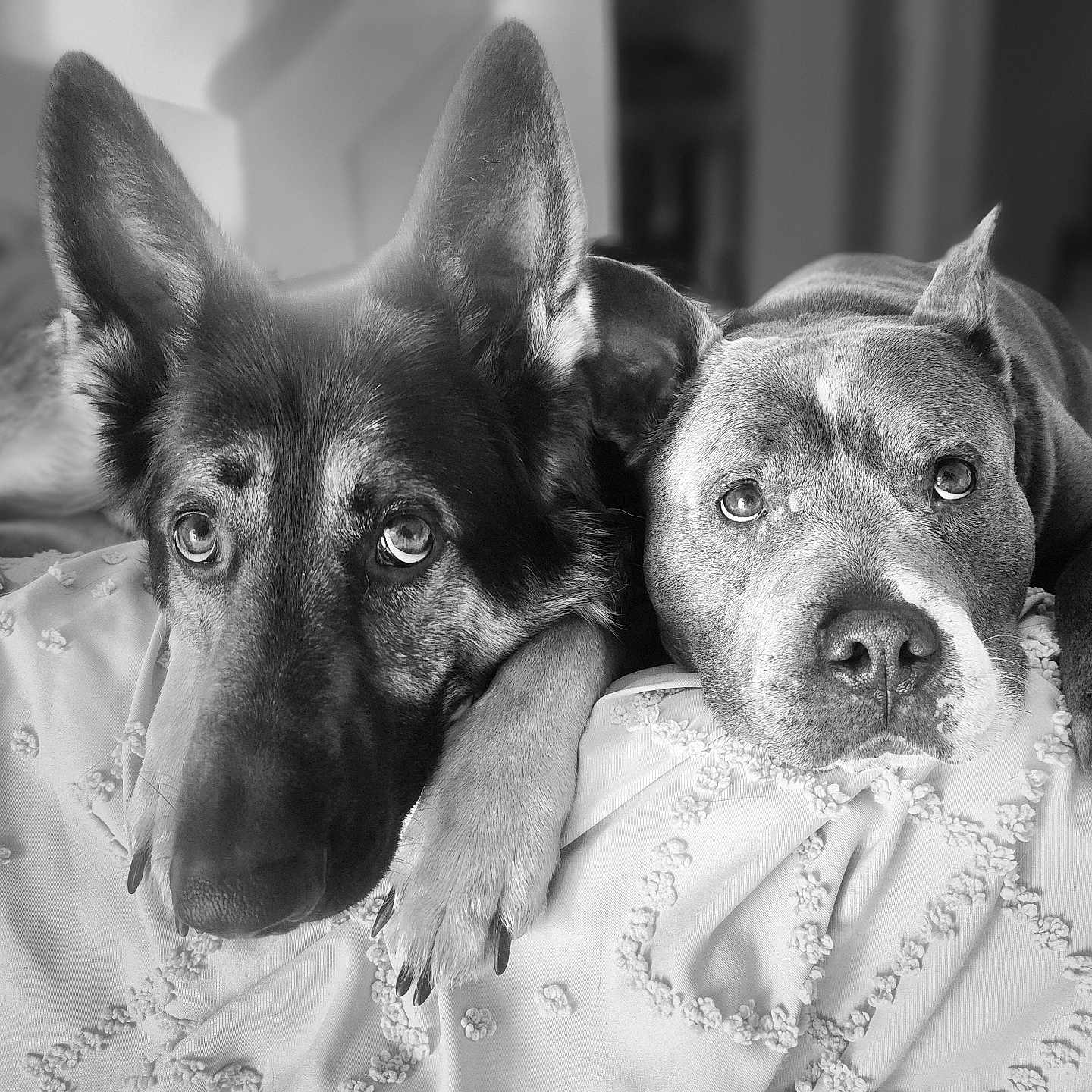 Bruno joined the competition — help win amazing prizes! animal, bed, bedroom, blanket, bodypart, canine, dog, finger, furniture, germanshepherd, hand, hound, husky, indoors, labradorretriever, person, pet, puppy, room, terrier