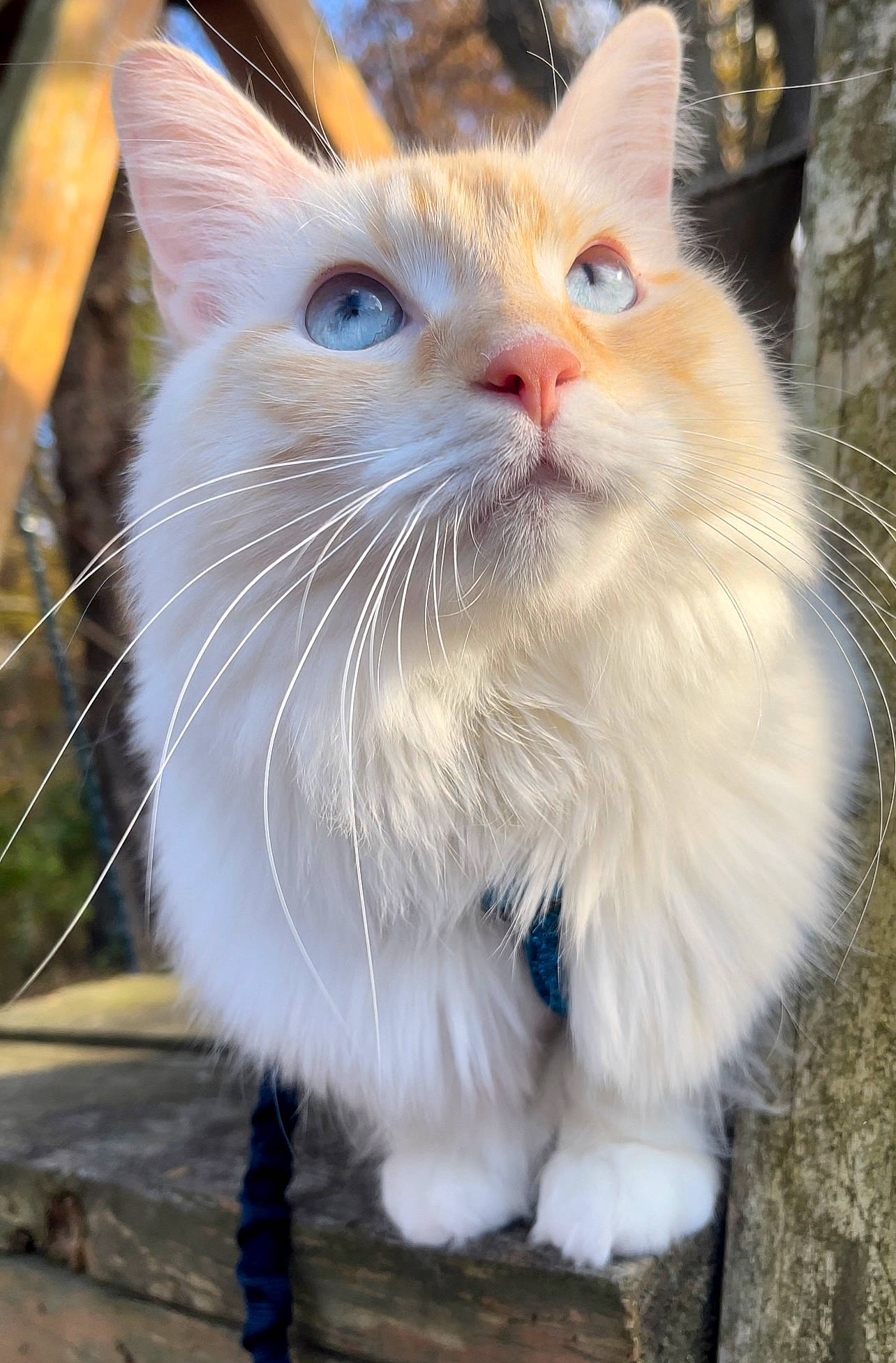 Chino joined the competition — help win amazing prizes! carnivore, cat, claw, collar, domestic_short_haired_cat, fawn, felidae, fur, grass, paw, photo_caption, sitting, small_to_medium_sized_cats, snout, tail, whiskers, window
