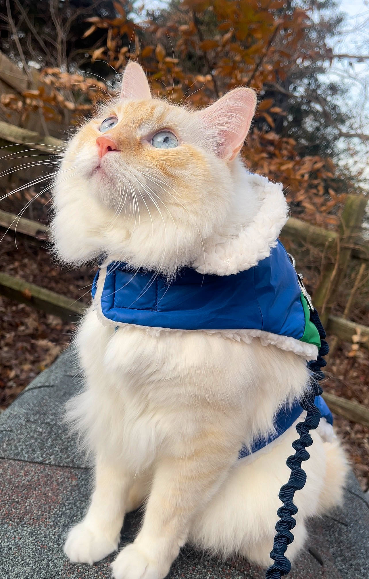 Chino joined the competition — help win amazing prizes! bow_tie, canidae, carnivore, cat, collar, companion_dog, dog_collar, domestic_short_haired_cat, electric_blue, fashion_accessory, fawn, felidae, fur, grass, leash, small_to_medium_sized_cats, snout, tail, tree, whiskers