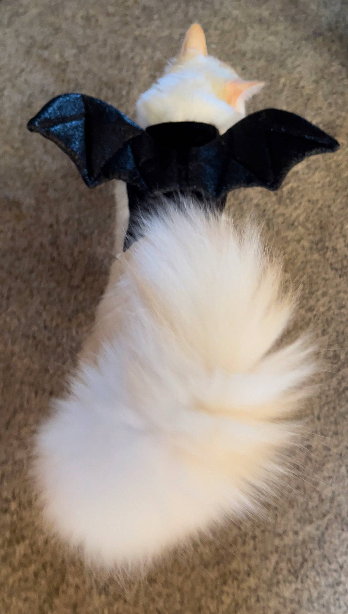 Chino joined the competition — help win amazing prizes! bat, beak, bow_tie, canidae, costume_accessory, dog_breed, electric_blue, fashion_accessory, fawn, feather, formal_wear, fur, hair_accessory, hat, natural_material, petal, sleeve, tail, terrestrial_animal, wing