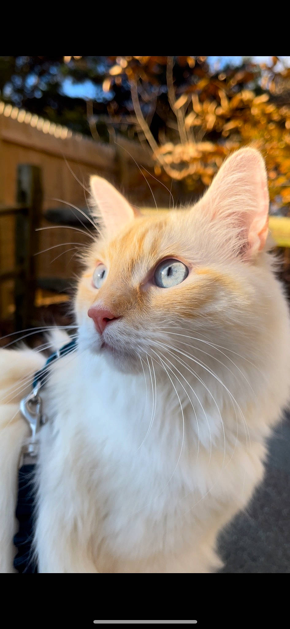 Chino is registered to the contest to win money with this photo: carnivore, cat, domestic_short_haired_cat, eye, fawn, felidae, fur, iris, paw, sitting, small_to_medium_sized_cats, snout, tail, whiskers, wildlife, window, wood