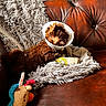 puppy, cone, brown_coat, leather_couch, blanket, toy, giraffe_toy, indoor, pet, cute, cozy, fur, resting, animal, home, comfort, shaggy_blanket, looking, small_dog, domestic