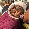 Coco joined the competition — help win amazing prizes! puppy, dog, cone, pet, lap, person, hand, tongue, brown_fur, cage, cushion, shorts, maroon, indoor, resting, cute, fluffy, animal, domestic, comfort