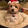 Ralph joined the competition — help win amazing prizes! puppy, dog, santa_hat, dog_bed, christmas_tree, holiday, festive, lights, indoor, pet, cute, fluffy, cozy, decor, wood_floor, christmas, holiday_text, adorable, animal, winter