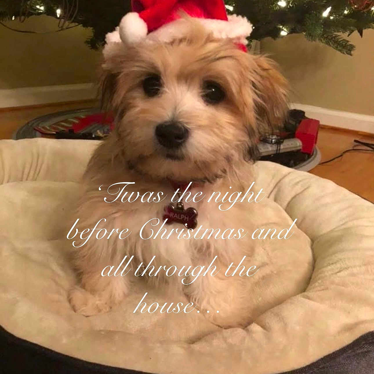 Ralph joined the competition — help win amazing prizes! puppy, dog, santa_hat, dog_bed, christmas_tree, holiday, festive, lights, indoor, pet, cute, fluffy, cozy, decor, wood_floor, christmas, holiday_text, adorable, animal, winter