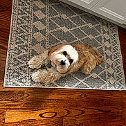 Ralph is registered to the contest to win money with this photo: dog, indoor, rug, wood_floor, white_cabinet, pet, fluffy, looking_up, cream_tan_coat, flooring, curly_fur, relaxed, companion, cute, small_dog, domestic_animal, home, animal, laying_down, cozy