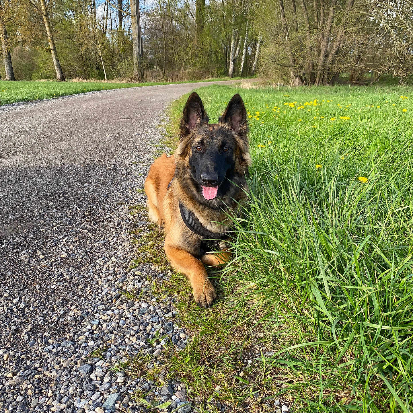 Tyson a rejoint le concours — aidez-le/la à gagner de superbes lots ! animal, canine, dog, field, germanshepherd, grass, grassland, green, land, nature, outdoors, pet, plant, policedog, puppy, road, rock, tree, vegetation, woodland