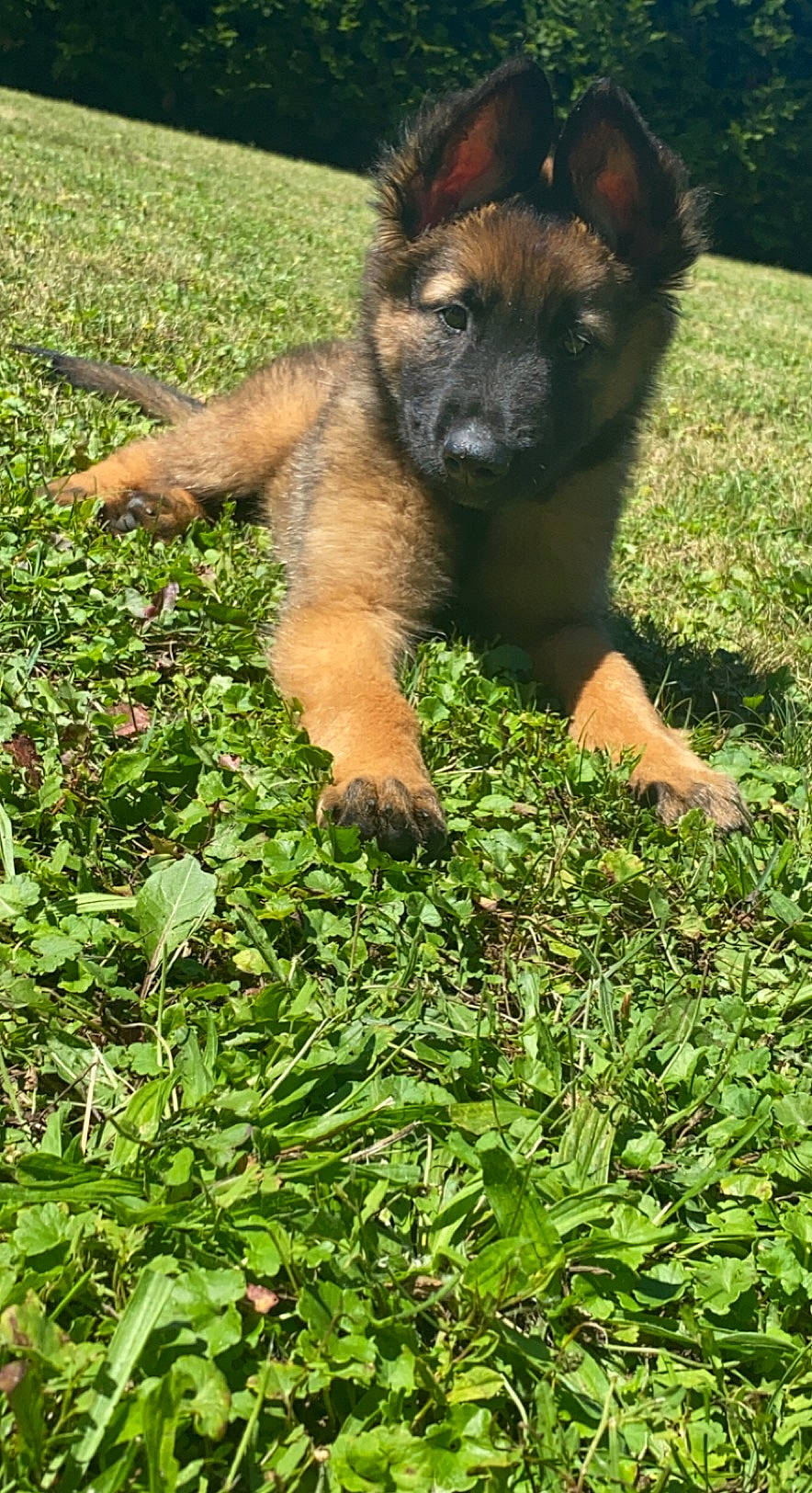 Tyson a rejoint le concours — aidez-le/la à gagner de superbes lots ! canidae, carnivore, companion_dog, dog, dog_breed, fawn, fur, german_shepherd_dog, grass, groundcover, herding_dog, lawn, old_german_shepherd_dog, people_in_nature, plant, snout, sporting_group, terrestrial_animal, terrestrial_plant, working_animal