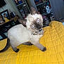 animal, blue_eyes, bow_tie, cat, curious, cute, domestic, feline, fur, household, indoor, kitten, pet, playful, portrait, siamese, tail, whiskers, yellow_quilt, young