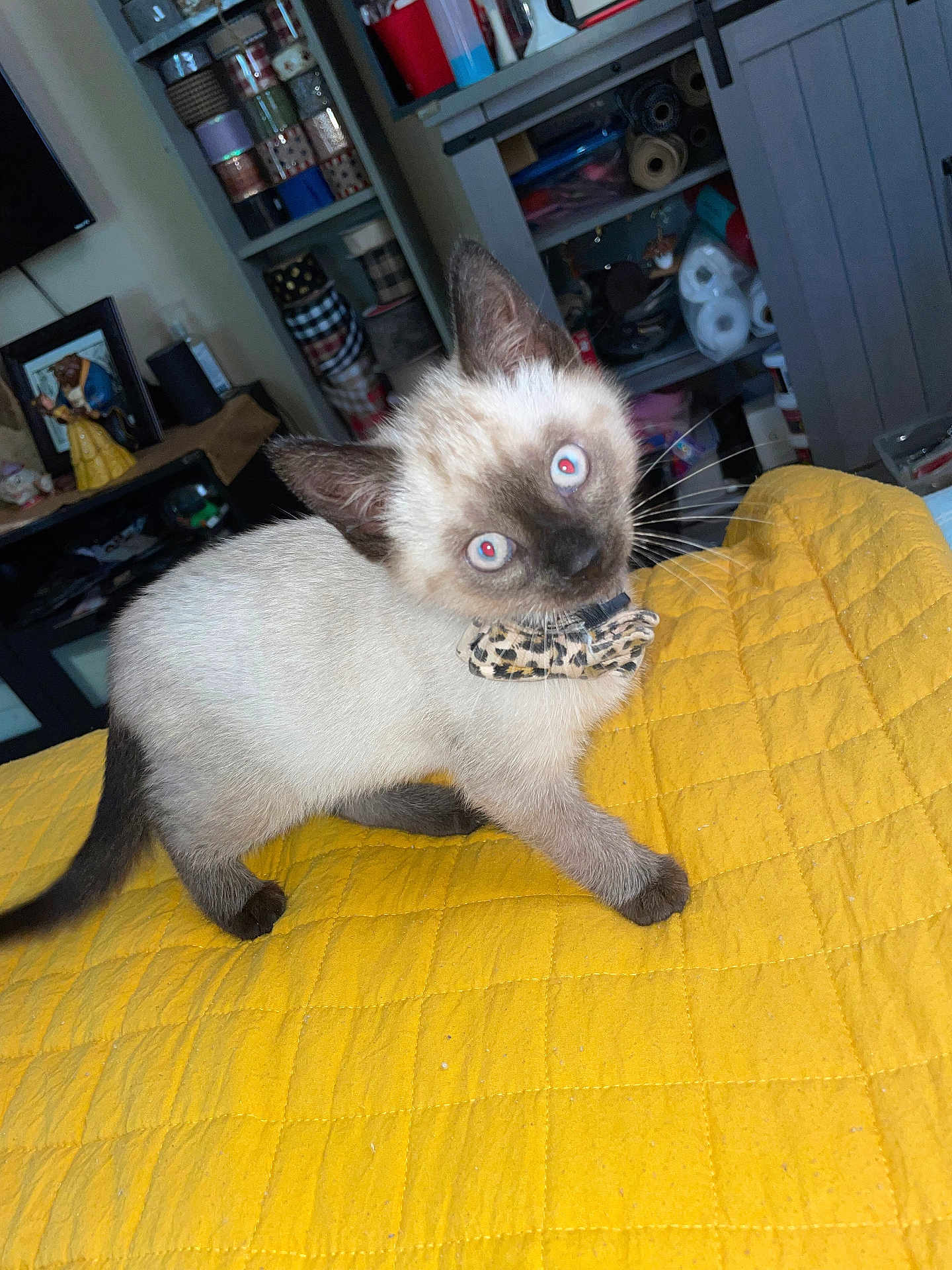 Aokieh joined the competition — help win amazing prizes! animal, blue_eyes, bow_tie, cat, curious, cute, domestic, feline, fur, household, indoor, kitten, pet, playful, portrait, siamese, tail, whiskers, yellow_quilt, young