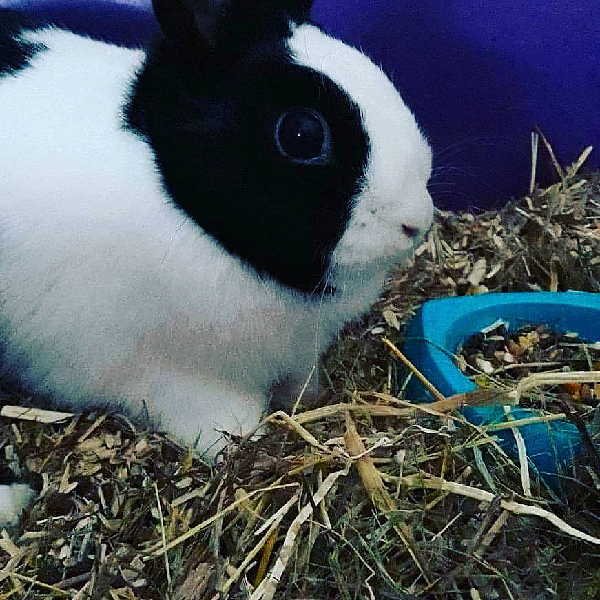 Zihka a rejoint le concours — aidez-le/la à gagner de superbes lots ! domestic_rabbit, grass, hare, plant, rabbit, rabbits_and_hares, sky, wildlife