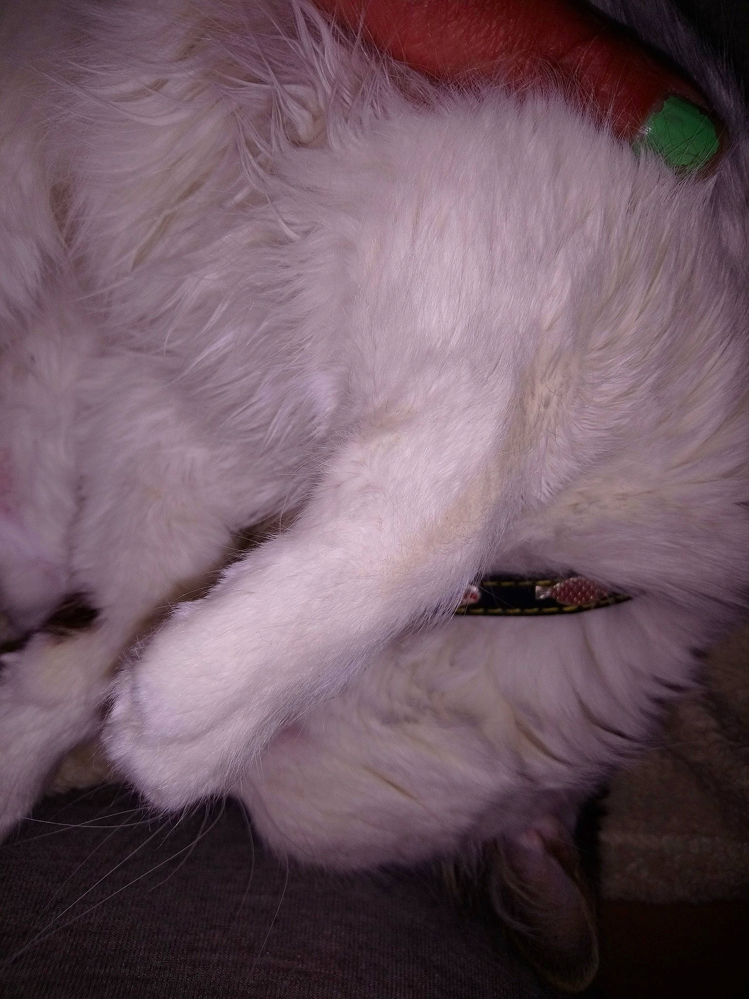 Choupette participe au concours pour gagner de l'argent avec cette photo : canidae, carnivore, cat, claw, dog_breed, ear, felidae, fur, nose, paw, ragdoll, small_to_medium_sized_cats, tail, turkish_angora, whiskers