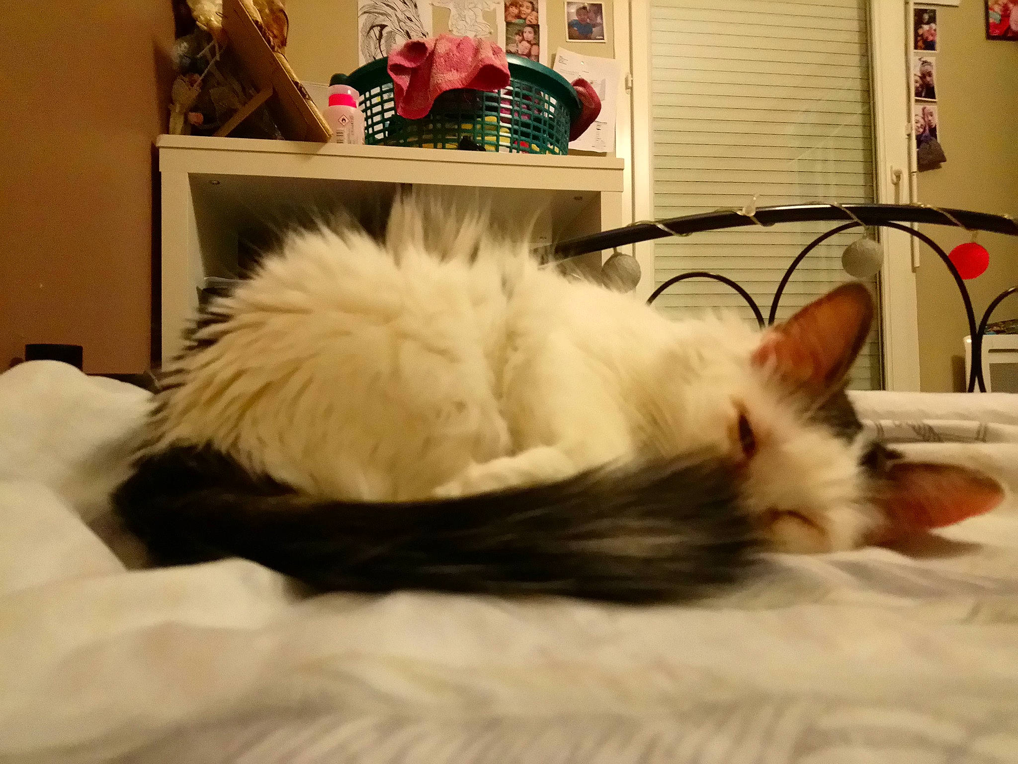 Choupette a rejoint le concours — aidez-le/la à gagner de superbes lots ! birman, carnivore, cat, domestic_long_haired_cat, ear, felidae, fur, furniture, kitten, nap, norwegian_forest_cat, persian, ragamuffin, ragdoll, sleep, small_to_medium_sized_cats, tail, turkish_van, whiskers