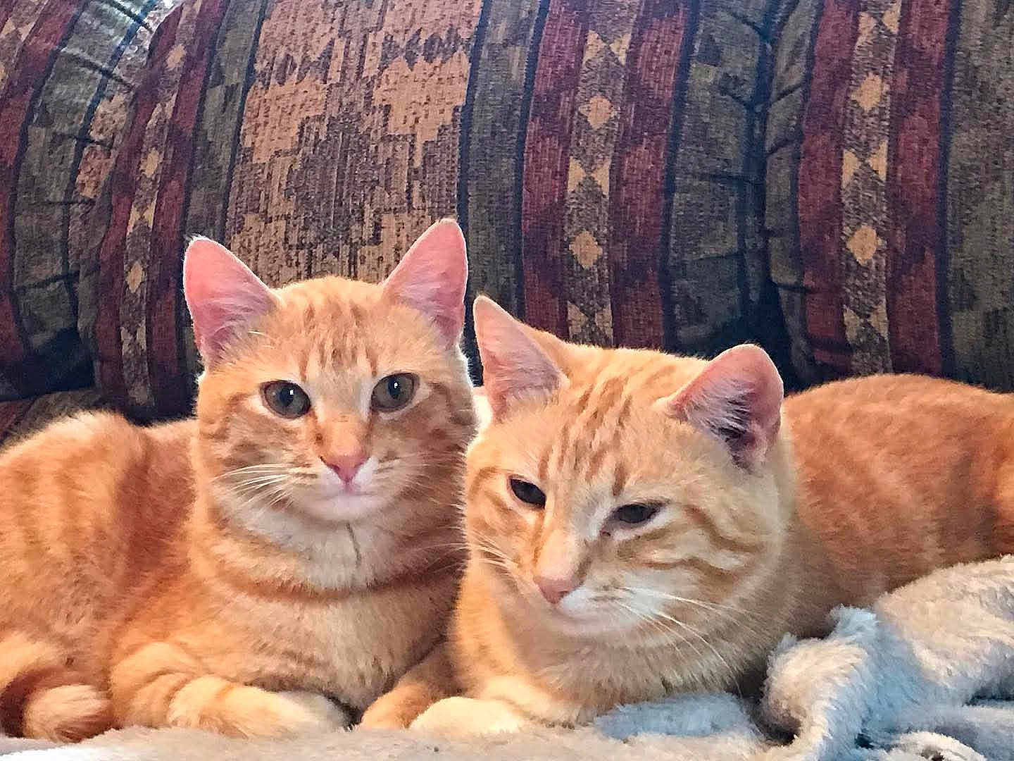 Luke Sir Meowsalot is registered to the contest to win money with this photo: alert, animal, blanket, cat, companion, couch, cozy, cute, ears, eyes, feline, fur, ginger_cat, indoor, pets, relaxed, resting, tabby_cat, two_cats, whiskers