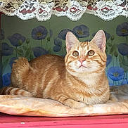 Luke is registered to the contest to win money with this photo: animal, cat, comfort, cozy, curious, cushion, cute, ears, feline, floral_wallpaper, fur, home, indoor, lace_curtain, orange_tabby, pet, resting, soft, tail, whiskers