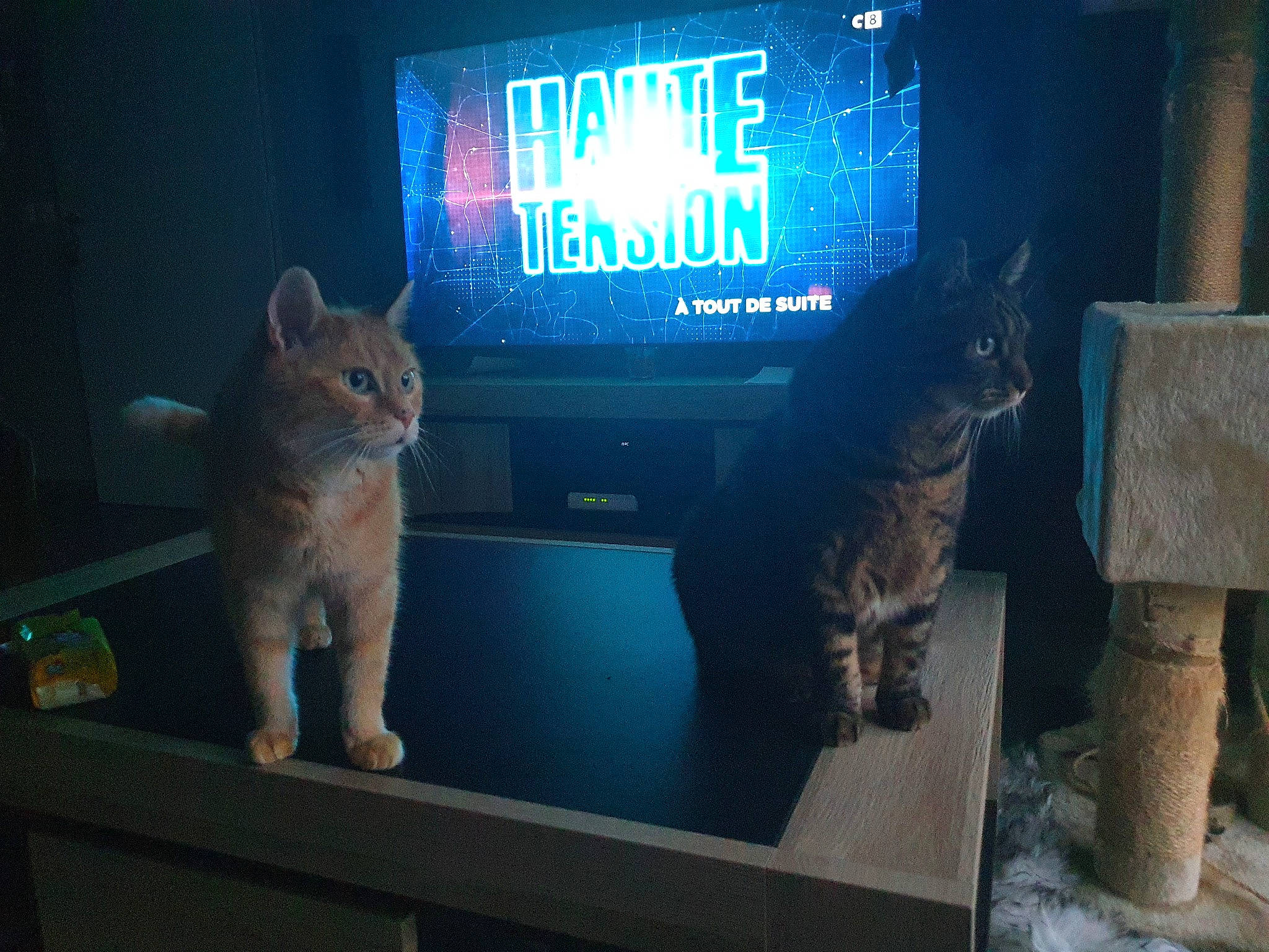 Pistache a rejoint le concours — aidez-le/la à gagner de superbes lots ! asian, carnivore, cat, display_device, domestic_short_haired_cat, european_shorthair, felidae, fur, kitten, night, polydactyl_cat, screen, small_to_medium_sized_cats, space, tabby_cat, technology, television, whiskers