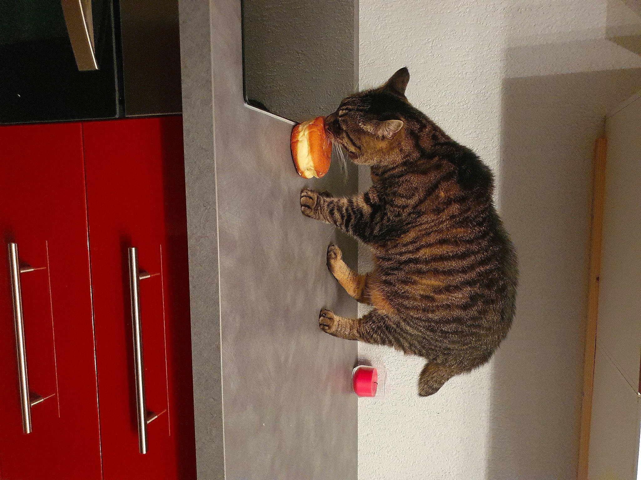 Pistache a rejoint le concours — aidez-le/la à gagner de superbes lots ! asian, bengal, california_spangled, carnivore, cat, domestic_short_haired_cat, door, dragon_li, european_shorthair, felidae, fur, ocicat, pixie_bob, room, savannah, small_to_medium_sized_cats, tabby_cat, tail, toyger, whiskers