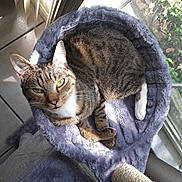 Bonzi Bandito is registered to the contest to win money with this photo: cat, tabby, pet, feline, indoor, bed, purple, fluffy, window, sunlight, relaxed, cozy, animal, paw, fur, green_eyes, tile_floor, curious, resting, home