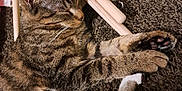 Bonzi Bandito joined the competition — help win amazing prizes! cat, tabby_cat, sleeping, carpet, furniture, wooden_rods, indoor, pet, whiskers, paw, striped_fur, relaxed, cozy, close_up, animal, mammal, domestic, cute, resting, feline