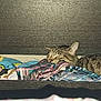 Bonzi Bandito joined the competition — help win amazing prizes! cat, tabby_cat, sleeping, drawer, clothes, fabric, indoor, pet, feline, resting, cozy, striped, animal, cute, relaxed, pile, colorful, soft, home, peaceful