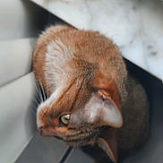 Buckley is registered to the contest to win money with this photo: cat, feline, pet, animal, head, ear, eye, fur, whiskers, corner, indoor, close_up, curious, brown, tabby, portrait, soft_focus, tile_floor, marble_surface, quiet