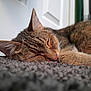 cat, tabby, sleeping, indoor, carpet, fur, pet, animal, cozy, resting, closeup, whiskers, paw, cute, peaceful, feline, domestic, quiet, relaxed, home