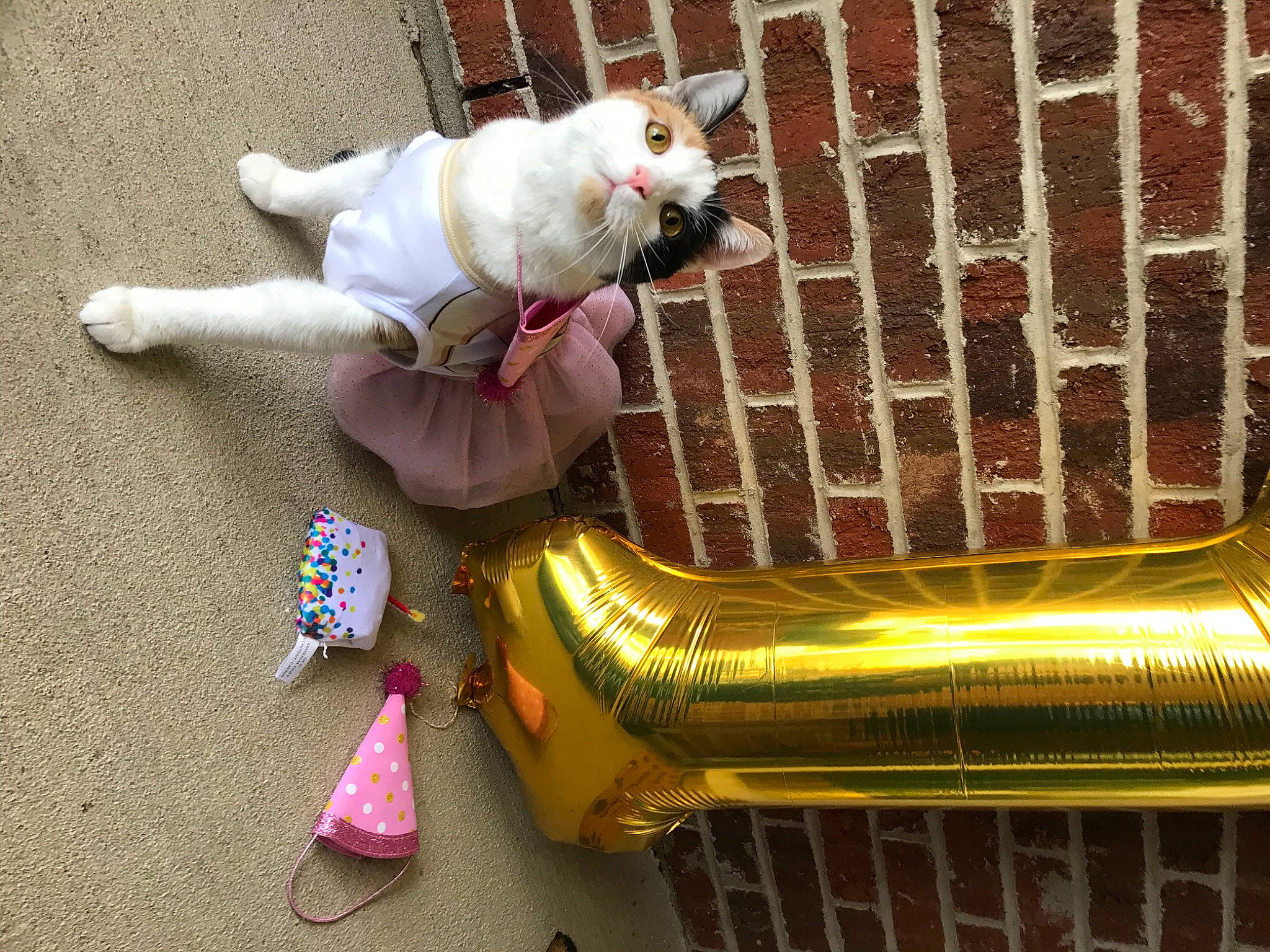 Faith is registered to the contest to win money with this photo: canidae, carnivore, cat, fawn, felidae, small_to_medium_sized_cats, tail, whiskers