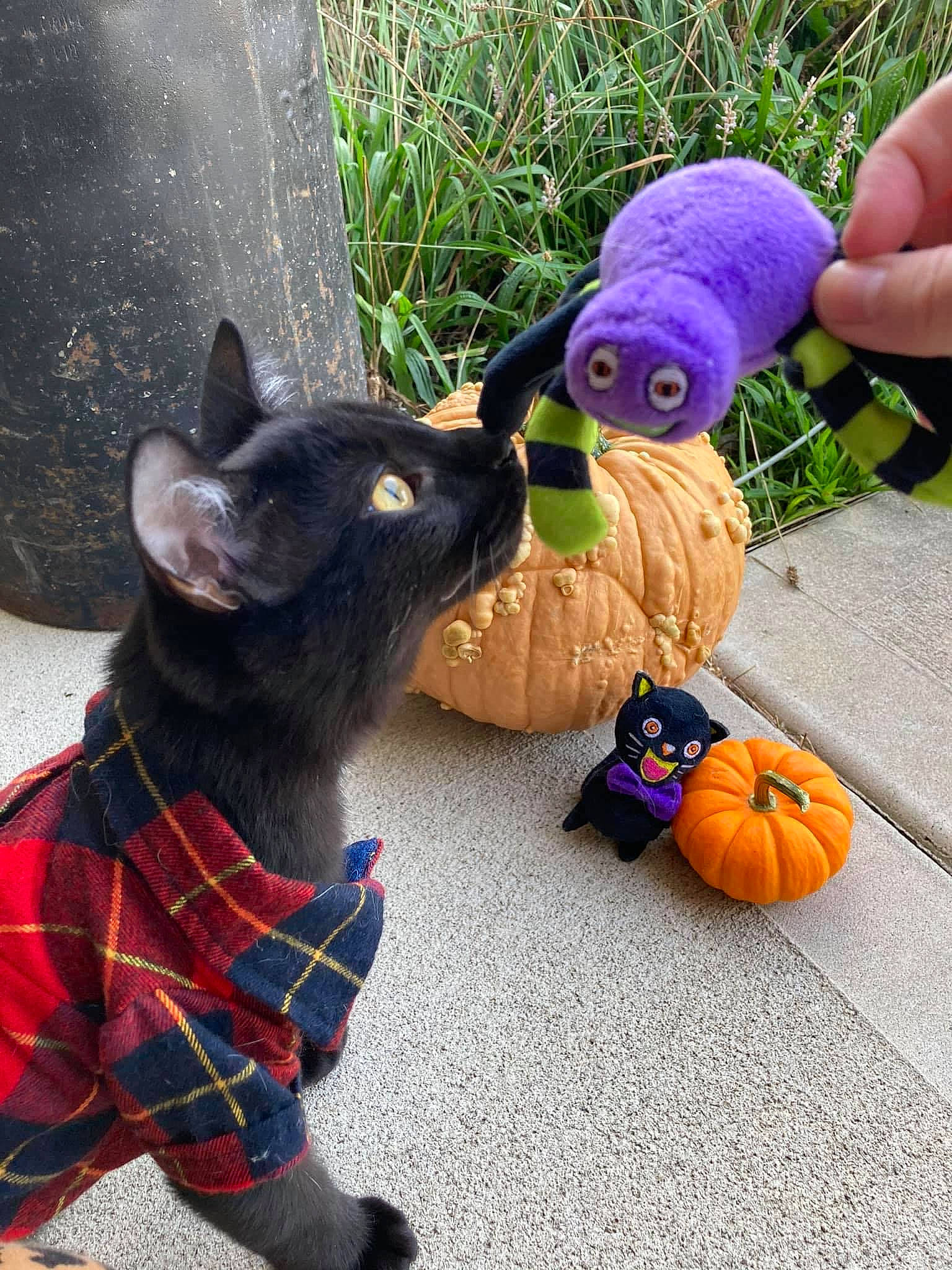 Noah is registered to the contest to win money with this photo: calabaza, carnivore, collar, cucurbita, dog_breed, dog_supply, fawn, felidae, gourd, mammal, plant, pumpkin, purple, small_to_medium_sized_cats, tail, textile, toy, vegetable, vertebrate, whiskers