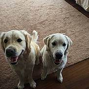 Lilly And Juliette is registered to the contest to win money with this photo: animal, canine, carpet, companion, cute, dog, domestic, ears, fur, golden_retriever, happy, indoor, looking_up, mouth_open, pet, playful, sitting, tail, two_dogs, wooden_floor
