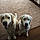 Lilly And Juliette