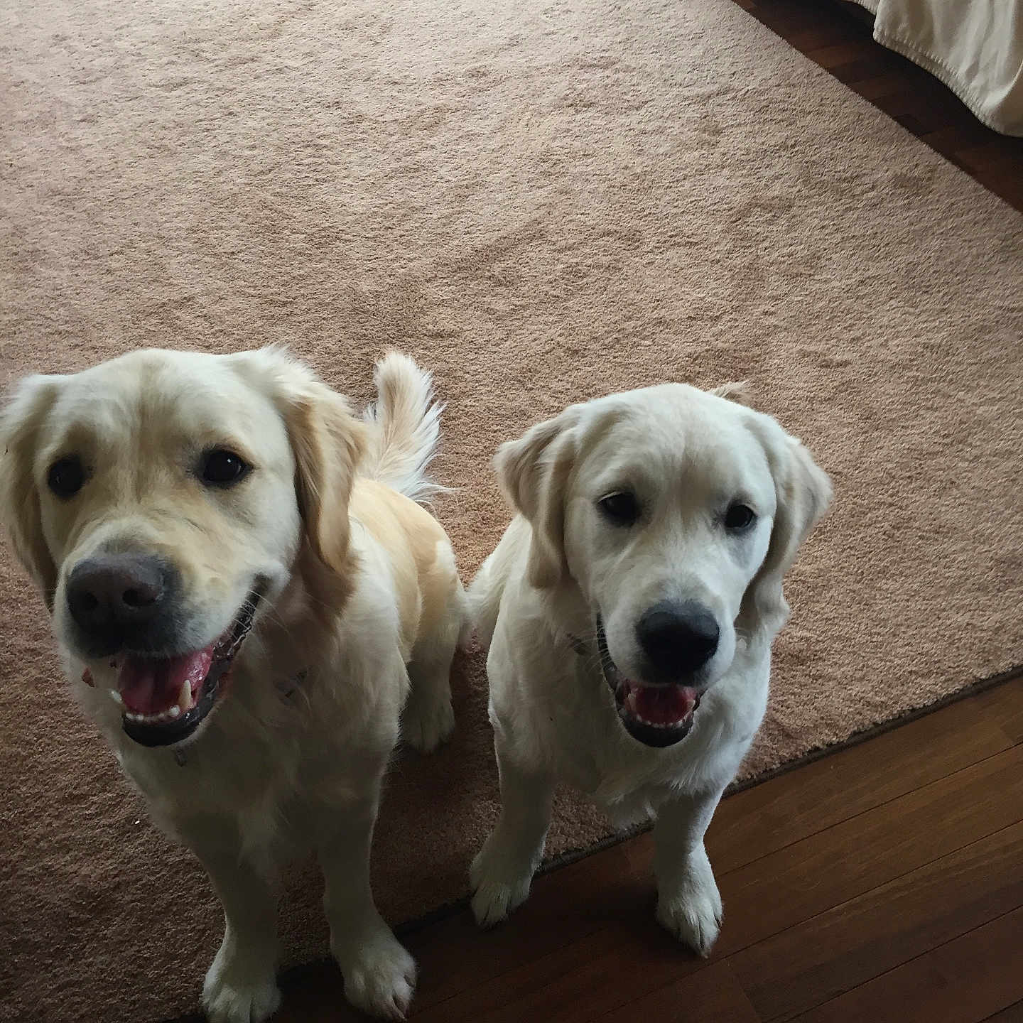 Lilly And Juliette is registered to the contest to win money with this photo: animal, canine, carpet, companion, cute, dog, domestic, ears, fur, golden_retriever, happy, indoor, looking_up, mouth_open, pet, playful, sitting, tail, two_dogs, wooden_floor