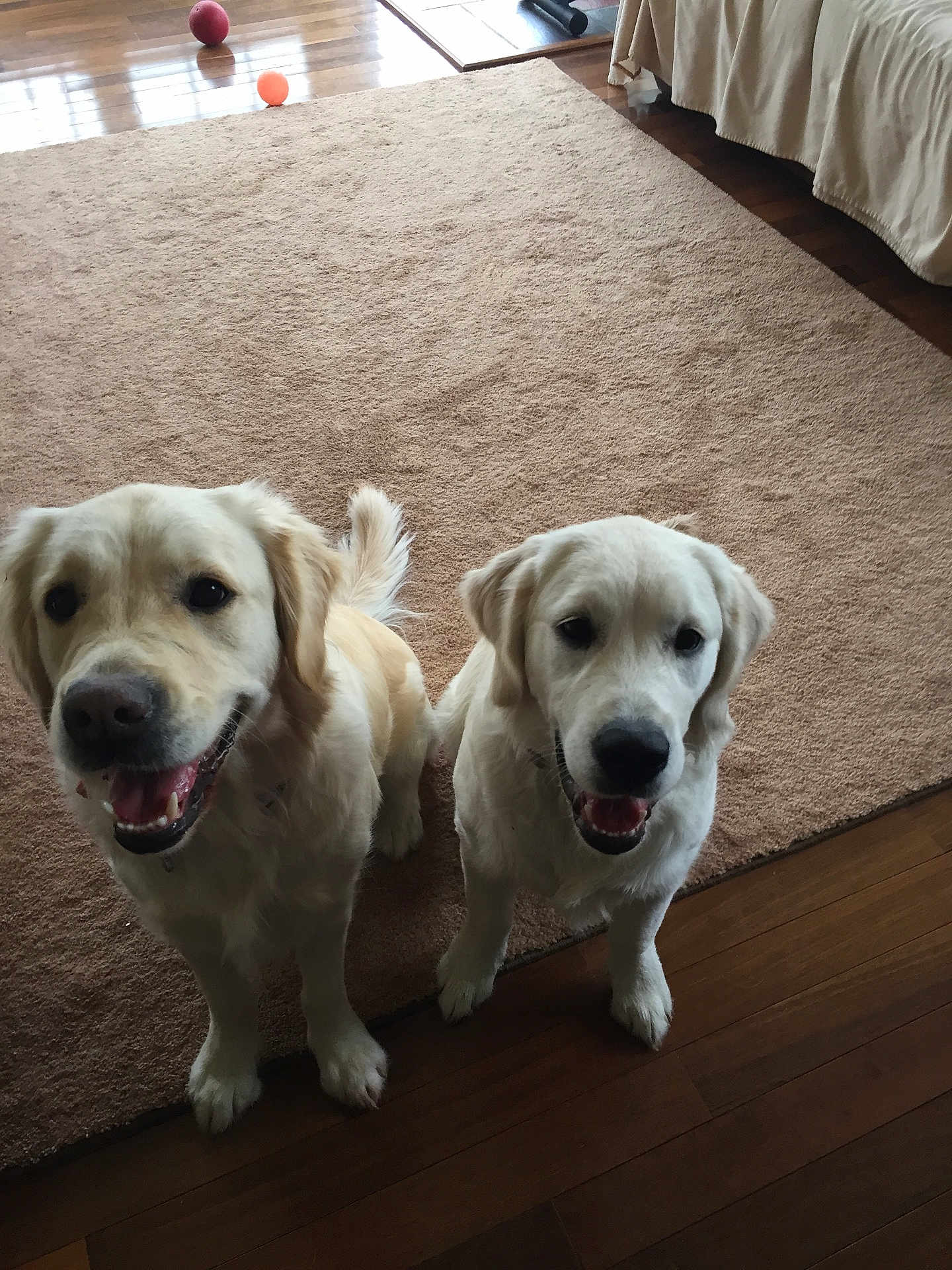 Lilly And Juliette is registered to the contest to win money with this photo: animal, canine, carpet, companion, cute, dog, domestic, ears, fur, golden_retriever, happy, indoor, looking_up, mouth_open, pet, playful, sitting, tail, two_dogs, wooden_floor