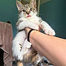 kitten, cat, pet, animal, feline, indoor, person, hand, paw, tongue, cute, playful, fur, tabby, holding, room, towel, background, domestic, young