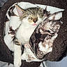 kitten, sleeping, blanket, cozy, fur, pet, animal, cute, resting, soft, warm, indoors, comfort, tabby, white, paw, face, closed_eyes, nap, snuggled