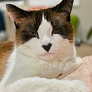 Brutus joined the competition — help win amazing prizes! animal, black, blanket, brown, cat, closeup, cute, domestic, face, feline, fur, indoor, paw, pet, portrait, relaxed, sleepy, soft, whiskers, white