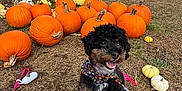 Mila Marie joined the competition — help win amazing prizes! autumn, bandana, black_dog, brown_dog, dog, fall, festive, field, grass, happy, holiday, leash, nature, outdoor, people, pumpkin, pumpkin_patch, seasonal, sky, smiling