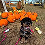 autumn, bandana, black_dog, brown_dog, dog, fall, festive, field, grass, happy, holiday, leash, nature, outdoor, people, pumpkin, pumpkin_patch, seasonal, sky, smiling