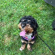 Mila Marie is registered to the contest to win money with this photo: animal, black, brown, canine, collar, curly_fur, cute, daylight, dog, fur, grass, happy, leash, nature, outdoor, panting, pet, sitting, summer, tongue_out