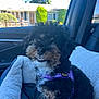 Mila Marie is registered to the contest to win money with this photo: black_dog, brown_fur, car_interior, cozy, curly_fur, cute, daylight, dog, fluffy, house, outdoor_background, pet, pet_bed, portrait, purple_harness, seatbelt, smiling, sunny, tree, window
