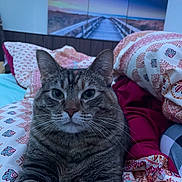 Elouise is registered to the contest to win money with this photo: cat, tabby_cat, bed, blanket, patterned_blanket, indoor, cozy, feline, pet, closeup, portrait, whiskers, ear, fur, animal, resting, triptych_art, string_lights, wall_art, bedroom
