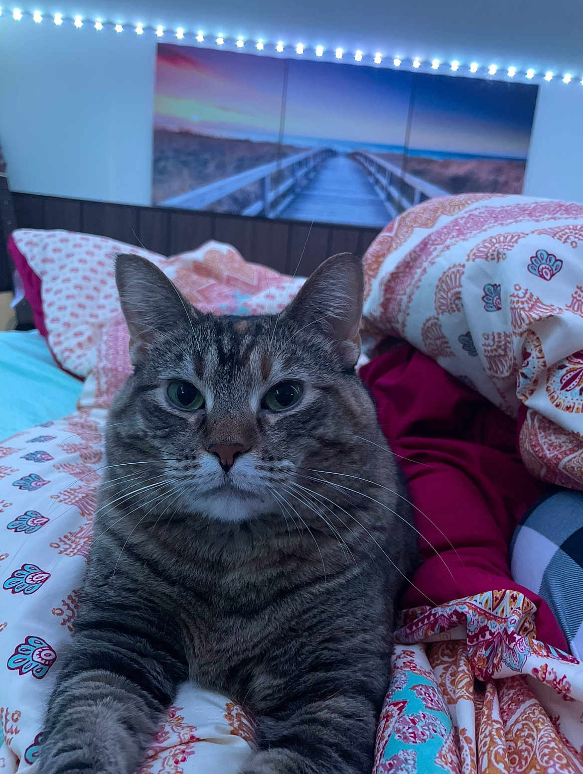 Elouise is registered to the contest to win money with this photo: cat, tabby_cat, bed, blanket, patterned_blanket, indoor, cozy, feline, pet, closeup, portrait, whiskers, ear, fur, animal, resting, triptych_art, string_lights, wall_art, bedroom