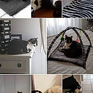 Helay a rejoint le concours — aidez-le/la à gagner de superbes lots ! cat, black_and_white_cat, dog, zebra_pattern, bed, table, mat, indoor, pet, animal, tile_floor, curtain, drawer, food_bowl, water_bowl, play_toy, sunlight, resting, sleeping, companionship