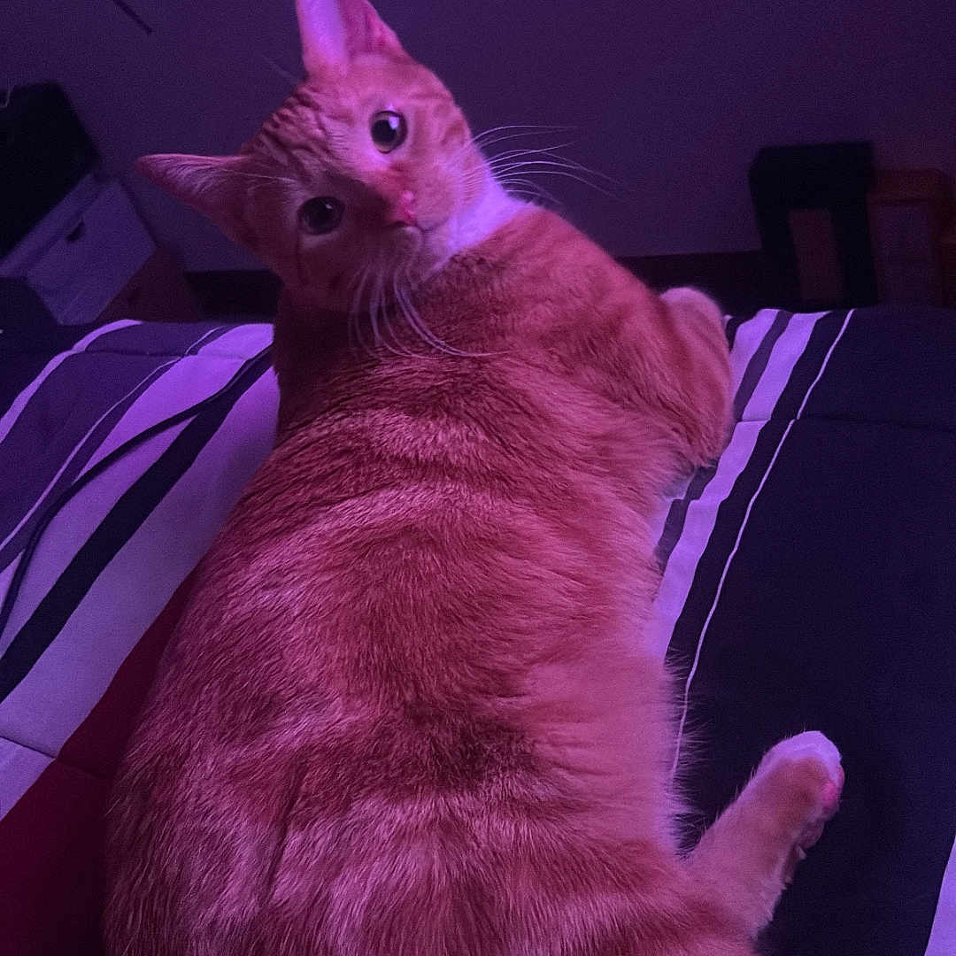 Cinnabon is registered to the contest to win money with this photo: animal, bed, cat, companion, cozy, curious, cute, domestic_animal, feline, fur, indoor, looking_back, mammal, orange_tabby, pet, purple_lighting, relaxed, sleeping_area, striped_bedspread, whiskers