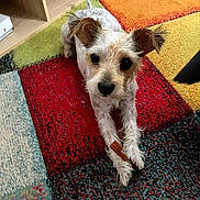 Pepita a rejoint le concours — aidez-le/la à gagner de superbes lots ! animal, carpet, chew_toy, colorful_rug, curious, cute, dog, ears, floor, fur, home, indoor, looking, lying, paws, pet, playful, small_dog, toy, wooden_shelf